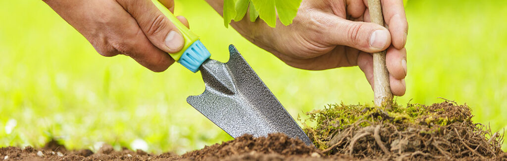 neupflanzungen-und-ersatzpflanzungen